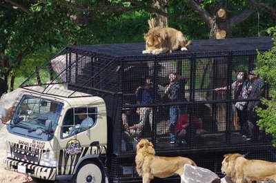 🦁 히메지 센트럴 파크